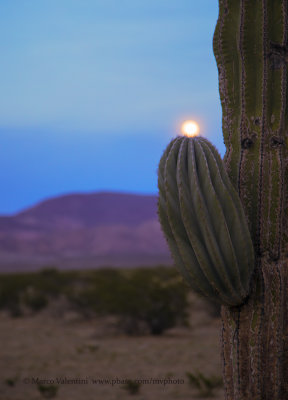 Vizcaino desert