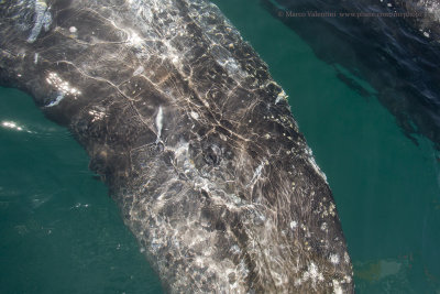 Grey whale