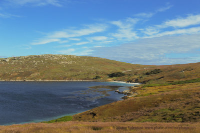 Carcass island