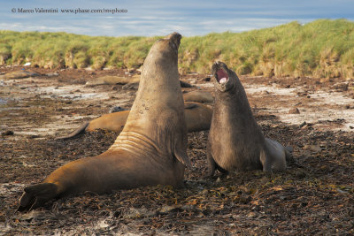 Eelephant seals