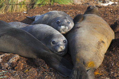Elephant seals