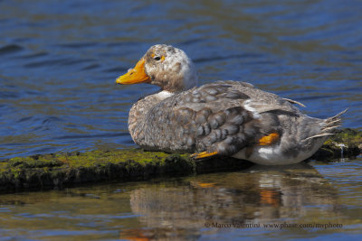 Falkland fligthless Steamer duck - Tachyeres brachypterus