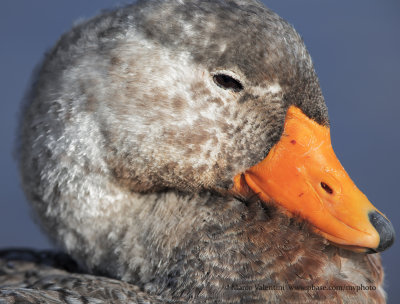 Falkland fligthless Steamer duck - Tachyeres brachypterus