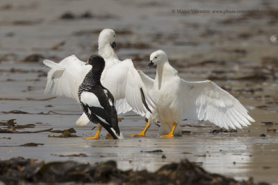 Kelp Goose - Chloephaga hybrida