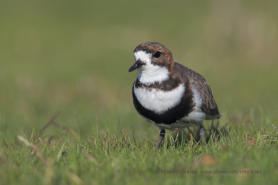 Two-banded Plover - Charadrius falklandicus