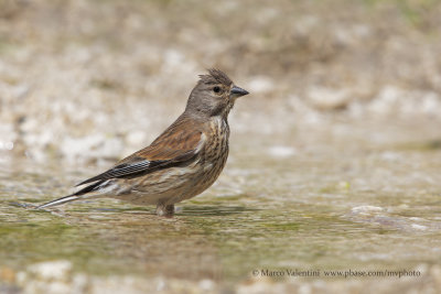 Linnet - Carduelis cannabina