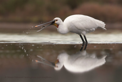 Eurasian Spoonbill - Platalea leucorodia