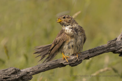 Corn Bunting - Miliaria calandra