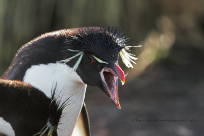 Southern Rockhopper Penguin - Eudyptes chrysocome