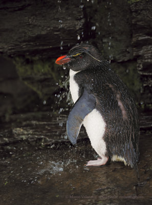 Southern Rockhopper Penguin - Eudyptes chrysocome