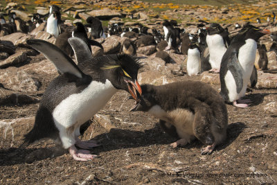 Southern Rockhopper Penguin - Eudyptes chrysocome