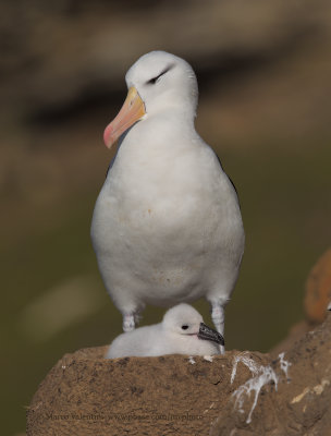 Black-browed Albatross - Thalassarche melanophris