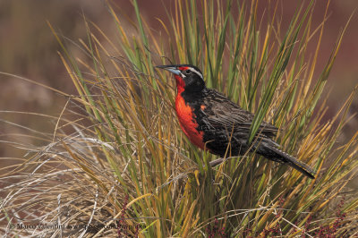 Long-tailed Meadowlark - Sturnella loica