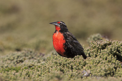 Long-tailed Meadowlark - Sturnella loica