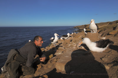Meet the Albatross