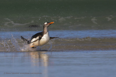 Gentoo Penguin - Pygoscelis papua