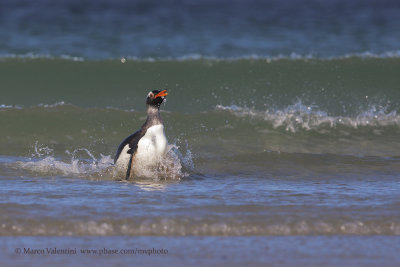 Gentoo Penguin - Pygoscelis papua