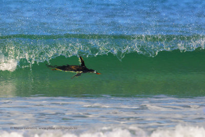 Gentoo Penguin - Pygoscelis papua