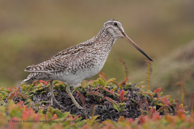 South American Snipe - Gallinago paraguaiae