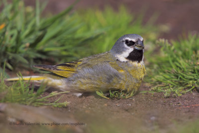 White-bridled Finch - Melanodera melanodera