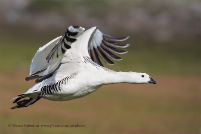 Upland Goose - Chloephaga picta