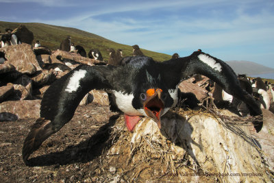 Imperial Shag - Phalacrocorax atriceps