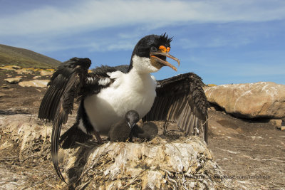 Imperial Shag - Phalacrocorax atriceps