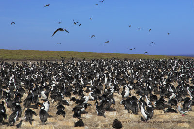 Imperial Shag - Phalacrocorax atriceps