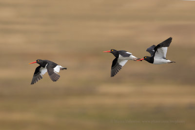 Magellanic Oystercatcher - Haematopus leucopodus