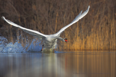 Mute Swan - Cygnus olor