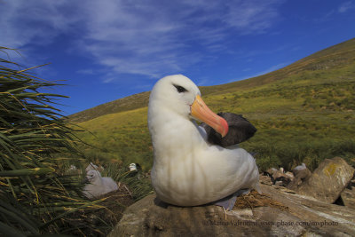 Black-browed Albatross - Thalassarche melanophris