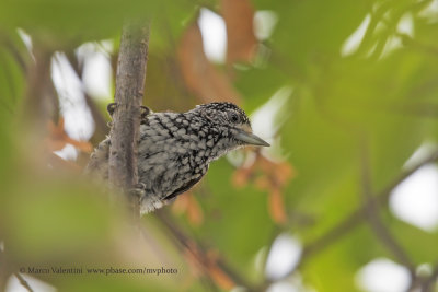 White-wedged Piculet - Picumnus albosquamatus