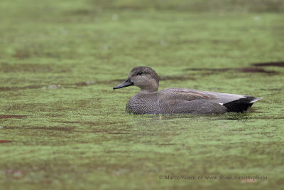 Gadwall - Anas strepera