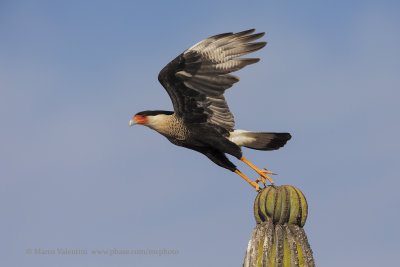 Southern Crested Caracara - Caracara plancus