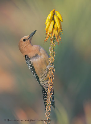 Gila Woodpecker - Melanerpes uropygialis