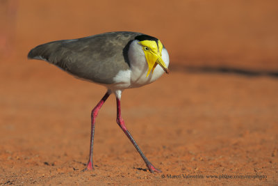 Spur-winged plover - Vanellus miles