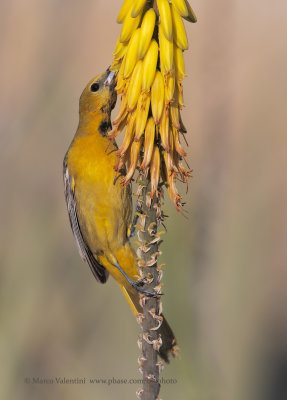 Hooded oriole - Icterus cucullatus