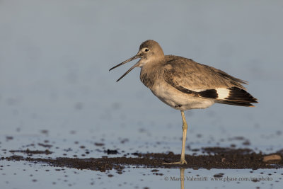 Willet - Tringa semipalmata