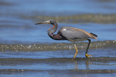 Tricolored Heron - Egretta tricolor