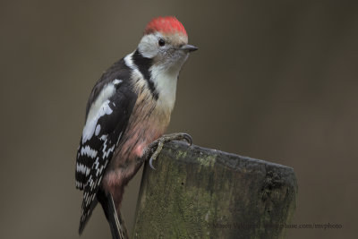 Middle-spotted Woodpecker - Dendrocopus medius