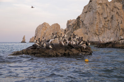 Pelicans at Los Arcos