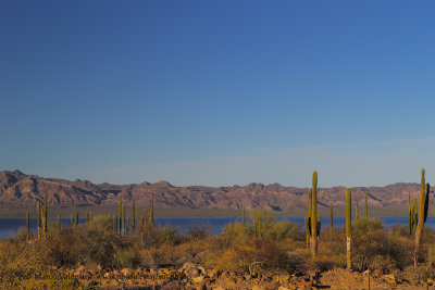 Cactus and gulf