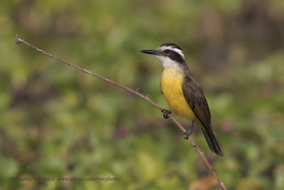 Lesser Kiskadee - Philohydor lictor