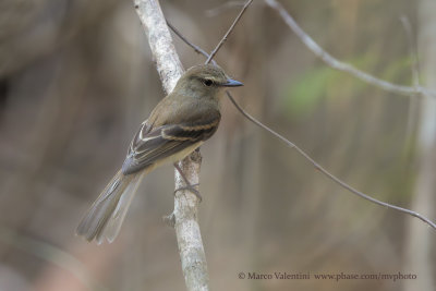 Fuscous Flycatcher - Cnemotriccus furcatus