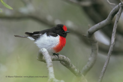 Red-capped Robin - Petroica godenovii
