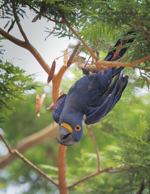 Hyacinth macaw - Anadorhyncus hyacinthinus 