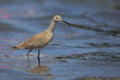 Willet - Tringa semipalmata