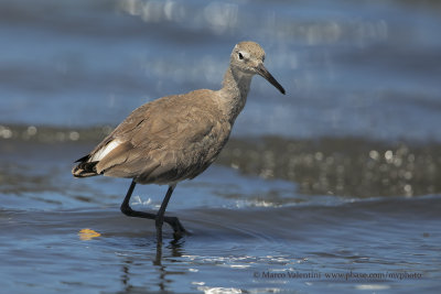 Willet - Tringa semipalmata