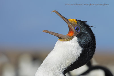 Imperial Shag - Phalacrocorax atriceps