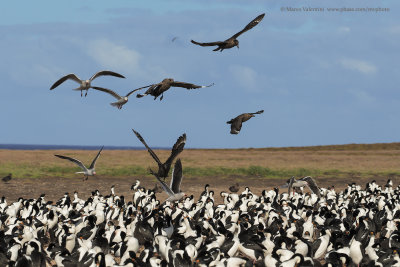 Imperial Shag - Phalacrocorax atriceps